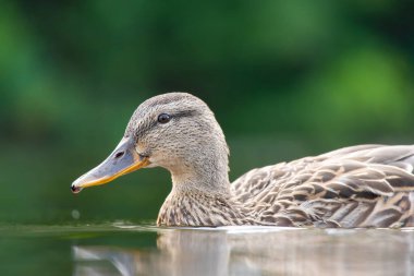 2025 gölündeki ördekler