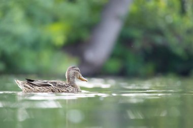 2025 gölündeki ördekler