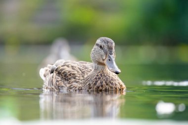 2025 gölündeki ördekler