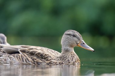 2025 gölündeki ördekler