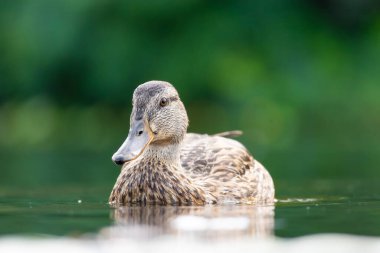 2025 gölündeki ördekler