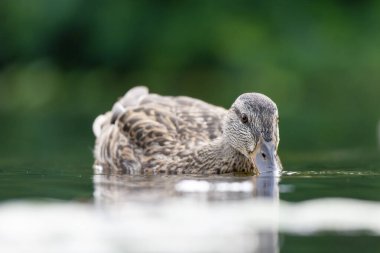 2025 gölündeki ördekler