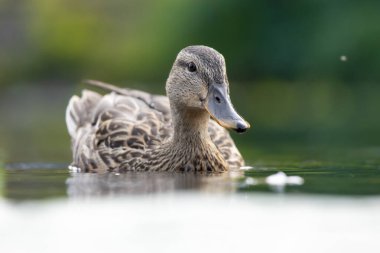 2025 gölündeki ördekler