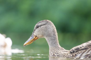 2025 gölündeki ördekler