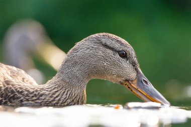 2025 gölündeki ördekler