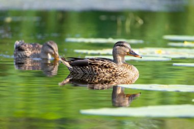 2025 gölündeki ördekler