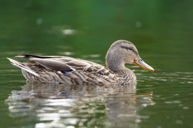 2025 gölündeki ördekler