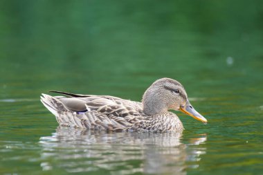 2025 gölündeki ördekler