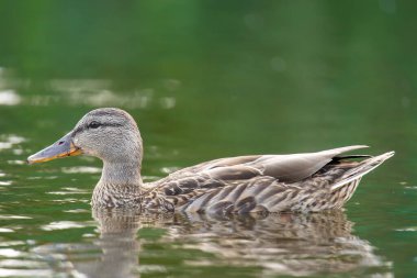 2025 gölündeki ördekler