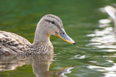 2025 gölündeki ördekler