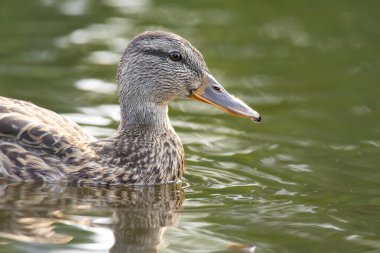 2025 gölündeki ördekler