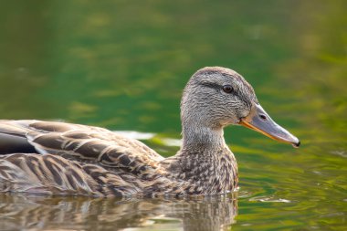 2025 gölündeki ördekler