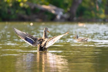 2025 gölündeki ördekler