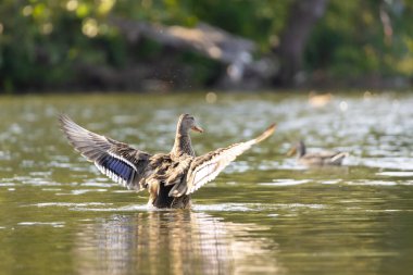 2025 gölündeki ördekler