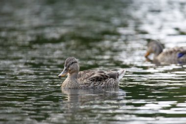 2025 gölündeki ördekler