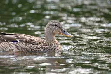 2025 gölündeki ördekler