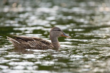 2025 gölündeki ördekler