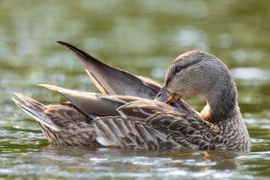2025 gölündeki ördekler