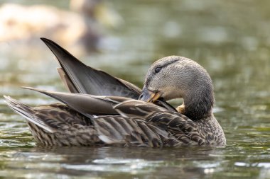2025 gölündeki ördekler
