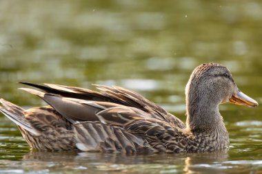 2025 gölündeki ördekler