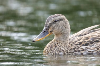2025 gölündeki ördekler