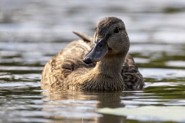 2025 gölündeki ördekler