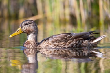 2025 gölündeki ördekler