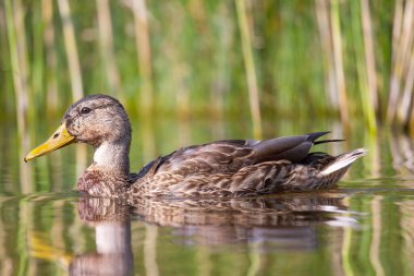 2025 gölündeki ördekler