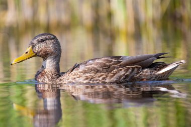 2025 gölündeki ördekler