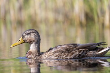 2025 gölündeki ördekler