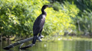 2025 gölündeki ördekler