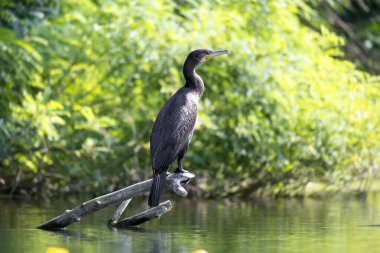 2025 gölündeki ördekler