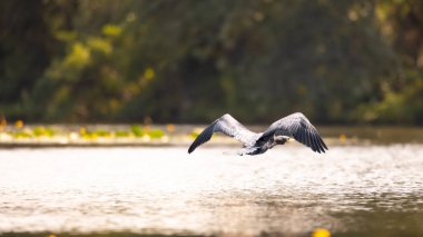 2025 gölündeki ördekler