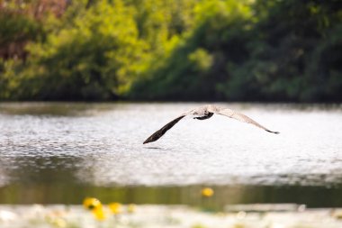 2025 gölündeki ördekler