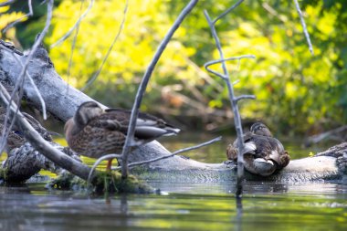 2025 gölündeki ördekler