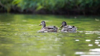 2025 gölündeki ördekler