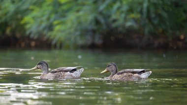2025 gölündeki ördekler
