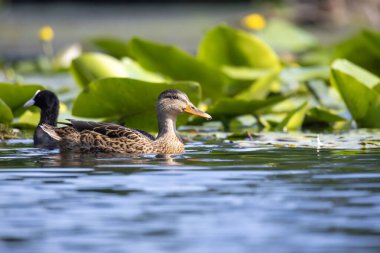 2025 gölündeki ördekler