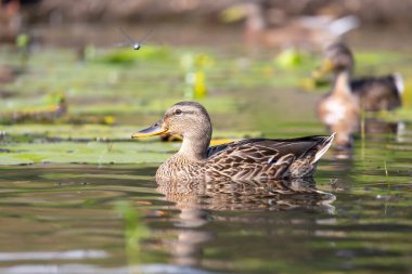 2025 gölündeki ördekler