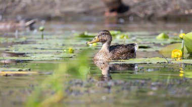 2025 gölündeki ördekler