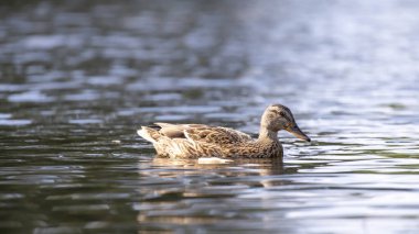 2025 gölündeki ördekler