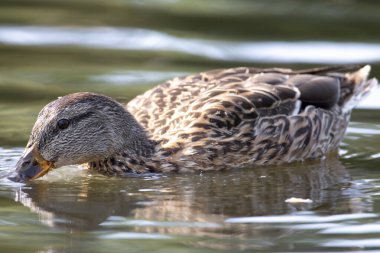 2025 gölündeki ördekler
