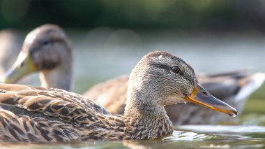 2025 gölündeki ördekler