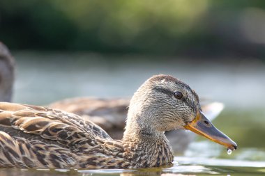 2025 gölündeki ördekler