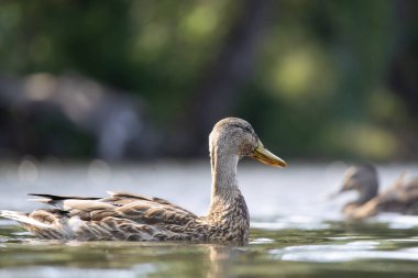 2025 gölündeki ördekler