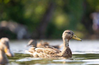 2025 gölündeki ördekler