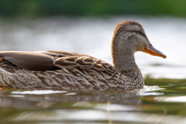 2025 gölündeki ördekler