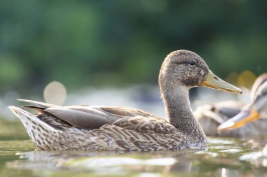 2025 gölündeki ördekler
