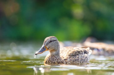 2025 gölündeki ördekler