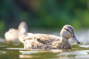 2025 gölündeki ördekler